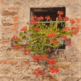 jean-pilch-Tuscan Window